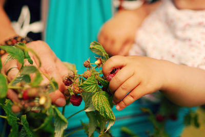 Cropped hands picking berry fruits from plants