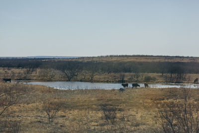 Scenic view of river against clear sky