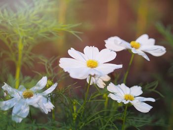 Close-up of white flowering plant on field