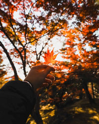 Cropped hand of woman holding flower