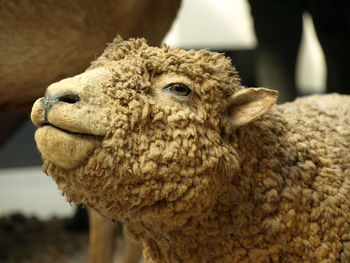 Close-up of a lamb looking away