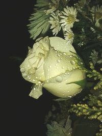 Close-up of wet flowers