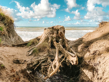 Driftwood on beach against sky