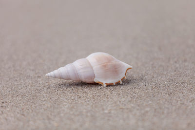 White tibia shell tibia fusus on the sand on the beach.