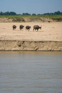 Horses in a lake