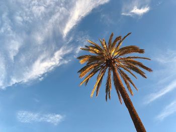 Low angle view of palm tree against sky in orange evening sunlight