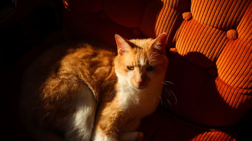 High angle view of cat sitting at home