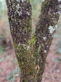 Close-up of moss growing on tree trunk