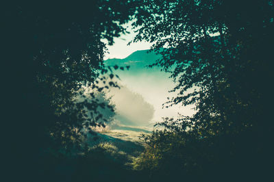 Low angle view of silhouette trees against sky