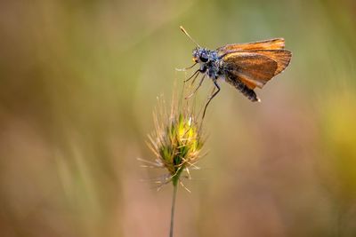 Close-up of butterfly pollinating flower