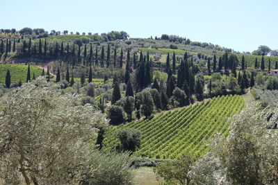 Panoramic view of agricultural field against sky