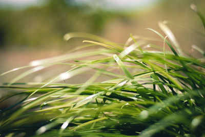 Close-up of plant growing on field