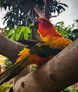 Close-up of parrot perching on branch