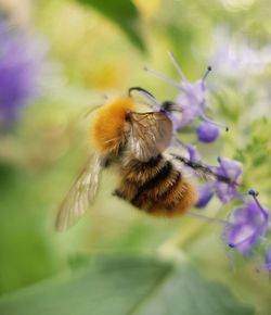 Close-up of bee pollinating on flower