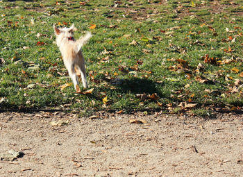 Dog standing on field