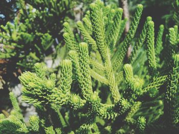 Close-up of pine tree