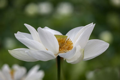 Close-up of white flowers