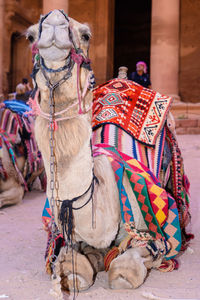 Close-up of horse cart