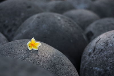 Close-up of frangipani on flower