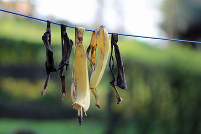 Bio banana peels for drying and subsequent pulverization into potassium and nitrogen fertilizer
