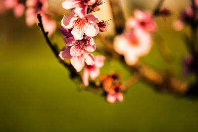 Close-up of pink flowers blooming outdoors