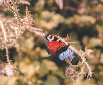 Butterfly on flower
