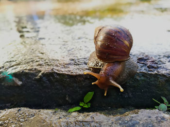 Close-up of snail