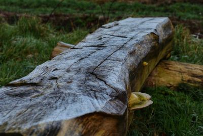 Close-up of wood in forest