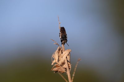 Close-up of insect on plant