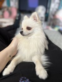 pet