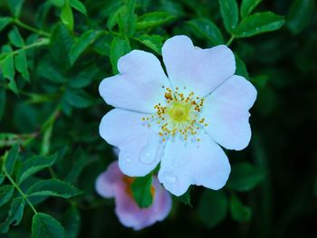 Close-up of purple flowering plant