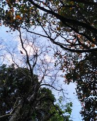 Low angle view of blooming tree against sky