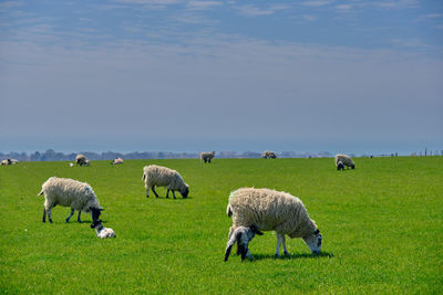 Sheep grazing in a field