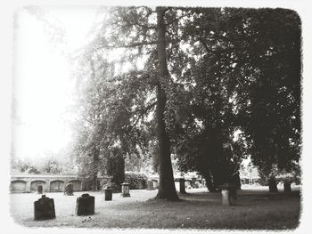 Trees in park