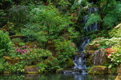 Scenic view of waterfall in forest