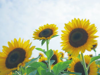 Sunflowers blooming against sky