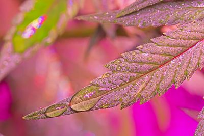 Close-up of wet pink flowering plant