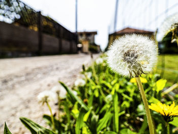 Close-up of dandelion on field