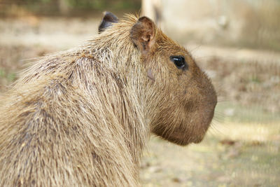 Close-up of capybara