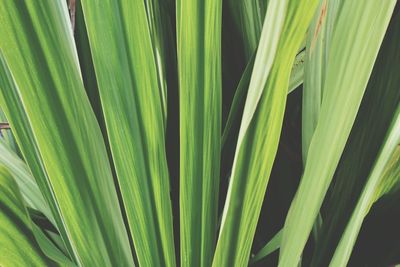 Close-up of palm leaf