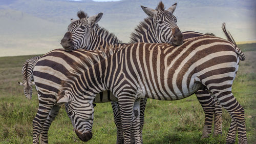 Three zebras standing close on grass field in ngorongoro crater.