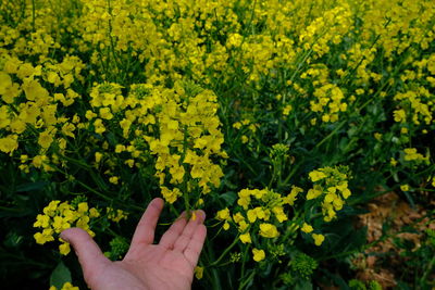 Cropped image of hand against yellow flowering plants