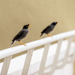 Low angle view of birds perching on tree