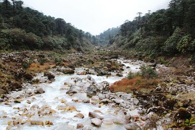 Scenic view of river in forest against clear sky