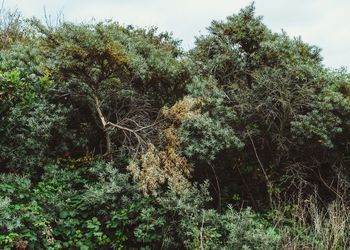 Scenic view of trees against sky