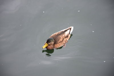 duck