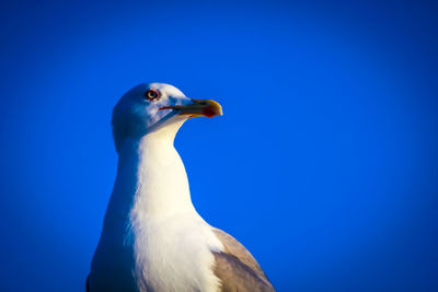 Close-up of seagull against clear blue sky