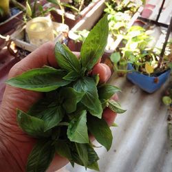 Close-up of potted plant