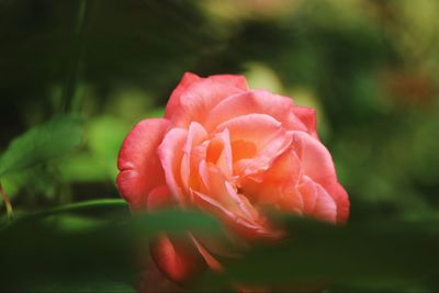 Close-up of pink rose blooming outdoors