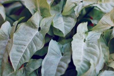 Close-up of leaves